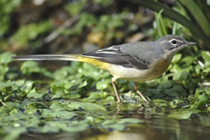 Birdwatching In The UK Prints: Grey Wagtail in stream