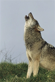 Canis Lupus Habitat Prints: Grey wolf howling