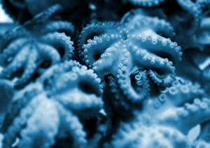 Marine Invertebrates Prints: Group of octopuses