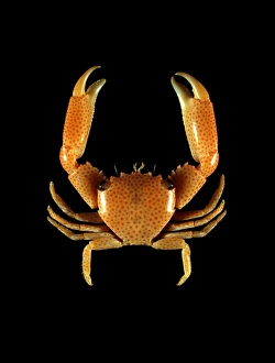 Maldives Marine Life Prints: Guard crab