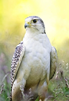 Prints of Gyrfalcon in a field. Gyrfalcons (Falco rusticolus) are very large falcons that can grow up to 61 centimetres long and weight up to 1.4 kilograms, with a wingspan from 110 to 130 cm Images Dated 2010 December: Gyrfalcon in a Field Print