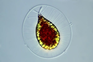 Light Microscopy Images Prints: Haematococcus alga, light micrograph