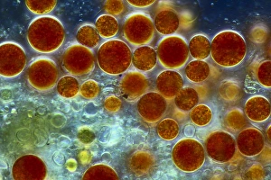 Images Dated 8th March 2013: Haematococcus algae Print, 10cm wide