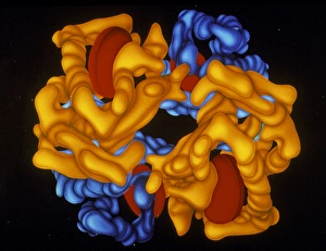 Molecular Biology Images Prints: Haemoglobin molecule
