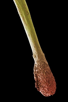 Hair root, SEM Hair root, SEM