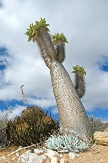 Namaqualand Flowers Prints: Halfmens tree