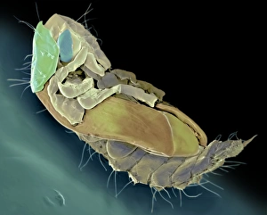 Scanning Electron Micrograph SEM Images Prints: Ham beetle larva, SEM