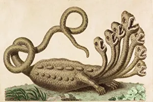 The Hamburg Hydra Linnaeus revealed fake The Hamburg Hydra Linnaeus revealed fake