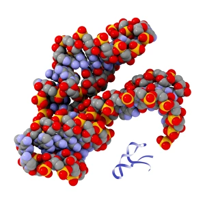 Molecular Model Prints: Hammerhead ribozyme molecule