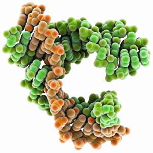 Hammerhead ribozyme molecule Print