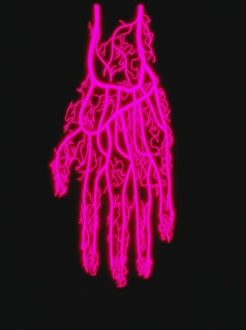 Human Hand Anatomy Prints: Hand circulation