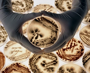 Hands with petri dishes with Aspergillus cultures Hands with petri dishes with Aspergillus cultures