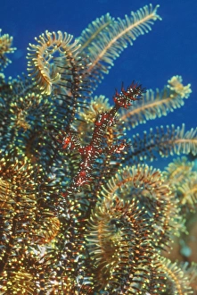 Camouflage In Nature Prints: Harlequin ghost pipefish