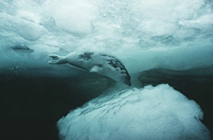 Harp seal pup diving Harp seal pup diving