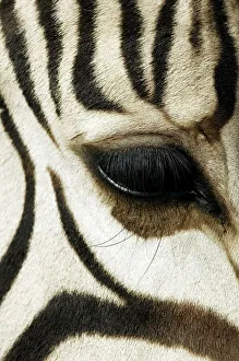 Hartmann's zebra Hartmann's zebra
