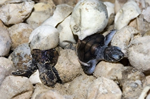Turtle Conservation Efforts Prints: Hatching turtles