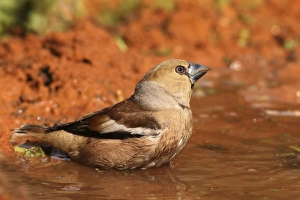 Woodland Birds Europe Prints: Hawfinch