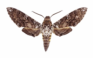 Hawk Moth Species Prints: Hawk moth C016 / 2190