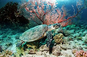 Prints of Hawksbill turtle (Eretmochelys imbricata) swimming over a coral reef. This sea turtle is critically under threat of extinction and is a protected species Images Dated 2010 September: Hawksbill Turtle Swimming over Coral Reef Print