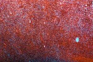 Prints of Hazel nut. Light micrograph of a section through a nut from a common hazel (Corylus avellana) tree, showing the large amount of fat (red) stored within endosperm tissue Images Dated 2012 January: Hazel nut Print, x7 magnification