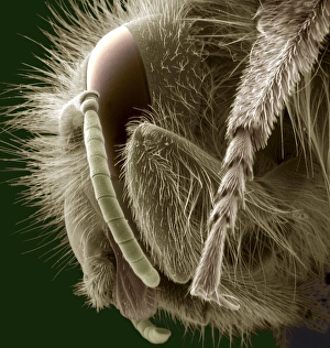 Insect Anatomy SEM Prints: Head of a bee, SEM