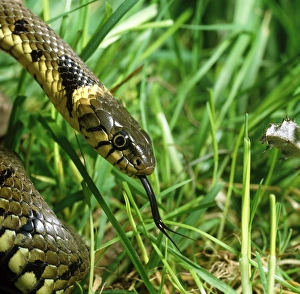 Wild Life Photography Prints: Head of a common grass snake
