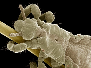 Prints of Head louse. Coloured scanning electron micrograph (SEM) of a head louse (Pediculus humanus capitis) clinging to a human hair. Head lice measure 2-3 millimetres in length Images Dated 2009 May: Print of Head Louse SEM