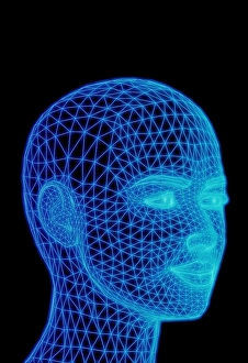 Anatomy Illustration Concept Prints: Head