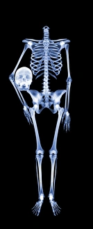 Human Skeleton Anatomy Prints: Headless skeleton