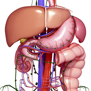 Healthy Digestive System Print