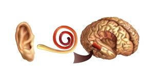Inner Ear Anatomy Prints: Hearing centre, artwork