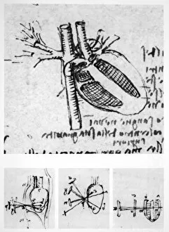 Images Dated 29th March 2011: Heart anatomy, 16th century