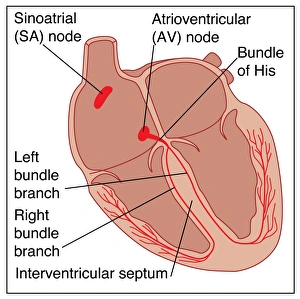Human Heart Anatomy Prints: Heart conduction system, artwork