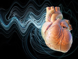 Human Circulatory System Diagram Prints: Heart