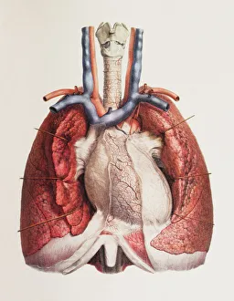 Heart and lungs Heart and lungs
