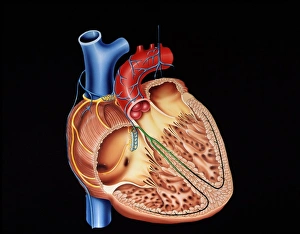 Heart structure Heart structure