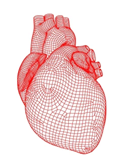Cardiovascular System Artwork Prints: Heart
