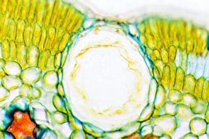 Drought Resistant Plants Prints: Heather leaf stomata, light micrograph