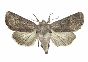 Prints of Hedge rustic moth (Tholera cespitis). This moth is found from Europe to Siberia. Specimen obtained from the University of Valencia, Spain Images Dated 2013 May: Hedge Rustic Moth Print (Tholera cespitis)