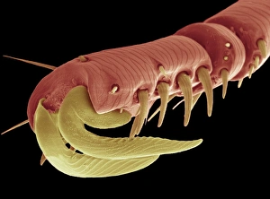Prints of Hedgehog flea claws. Coloured scanning electron micrograph (SEM) of claws at the tip of a hedgehog fleas (Archaeopsylla erinacei) leg. The claws help to anchor the flea to its hosts fur Images Dated 2007 March: SEM Print of Hedgehog Flea Claws