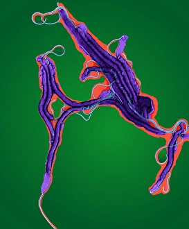 Transmission Electron Micrograph Prints: Helicobacter bacteria, TEM