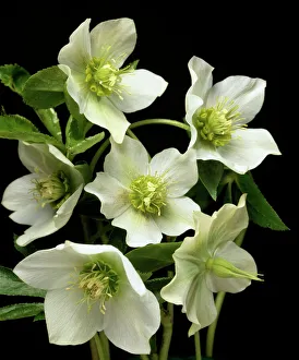 Hellebore flowers Hellebore flowers