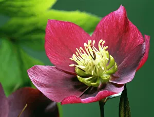 Prints of Hellebore flowers (Helleborus sp.). This plant is poisonous, but preparations made from it have been used in herbal medicine for centuries Botanical Prints: Hellebore flowers Print