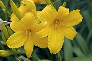 Perennial Garden Plants Prints: Hemerocallis Azor
