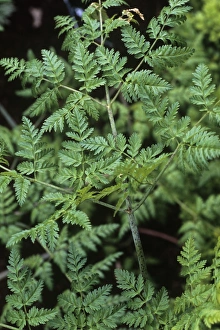 Prints of Hemlock foliage (Conium maculatum). This plant is very poisonous. It contains toxic alkaloids which cause paralysis of the respiratory nerves, leading to death from suffocation Images Dated 2006 March: Hemlock Foliage Print