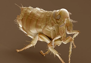 Hen flea Hen flea