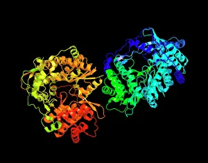 Hepatitis C virus enzyme, molecular model Hepatitis C virus enzyme, molecular model