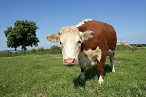 Images Dated 24th August 2007: Hereford cow