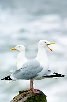 Prints of Two Herring Gulls (Larus argentatus), perched on a granite rock, showing the male gull calling Images Dated 2010 February: Two Herring Gulls Print