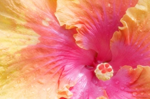 Tropical Plant Prints: Hibiscus (Hibisucus The Path )
